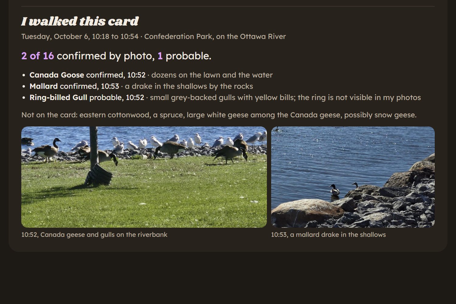 The walk record on the card's page: 2 of 16 confirmed by photo and 1 probable, with photos of Canada geese and gulls on the riverbank at 10:52 and a mallard drake in the shallows at 10:53.